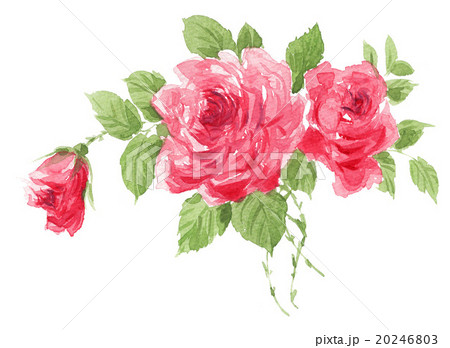 roses16204pix7 20246803