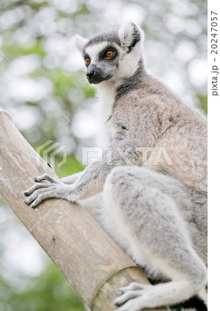 ring-tailed lemur (lemur catta) 20247057