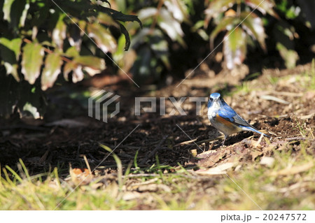 ルリビタキ 20247572