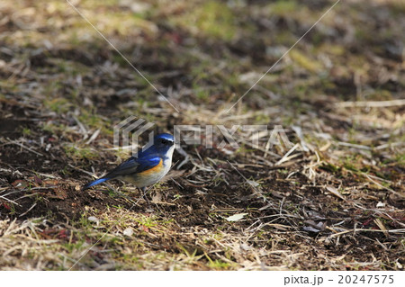 ルリビタキ ルリビタキ 20247575