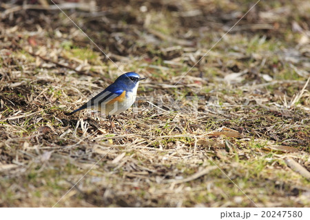 ルリビタキ 20247580