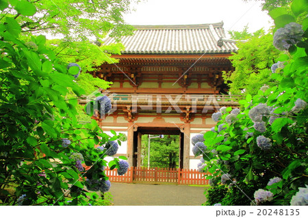 久安寺（大阪府　池田市）に咲くアジサイ 20248135