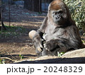 ニシローランドゴリラ（上野動物園） 20248329