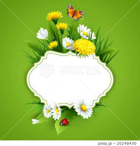 Fresh spring background with grass, dandelions and 20248430
