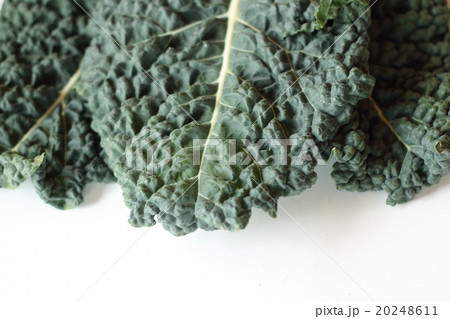 ケール ケール 20248611