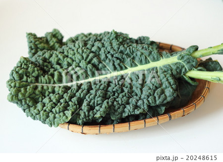 ケール ケール 20248615