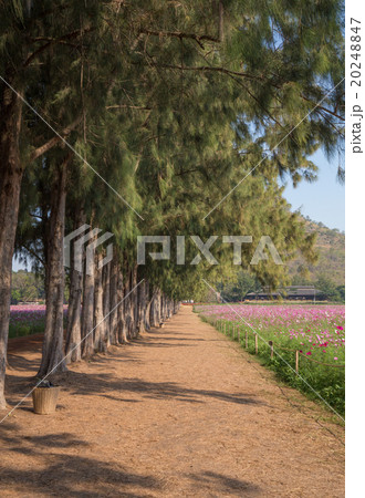 walkway with pine trees and cosmos field walkway with pine trees and cosmos field 20248847