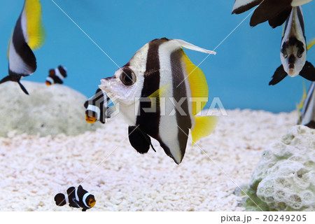 colorful Schooling Bannerfish colorful Schooling Bannerfish 20249205