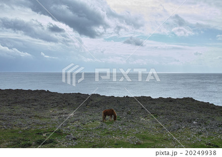 与那国島 海岸の与那国馬 与那国島 海岸の与那国馬 20249938