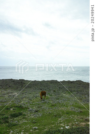 与那国島　海岸の与那国馬 20249941