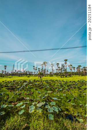 Palm lotus fields Palm lotus fields 20251184