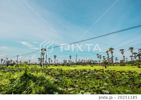 Palm lotus fields Palm lotus fields 20251185
