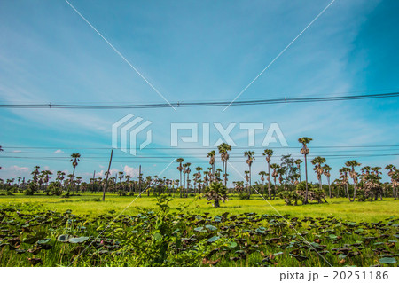 Palm lotus fields Palm lotus fields 20251186