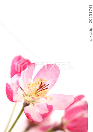 Pink spring blossom 20251745