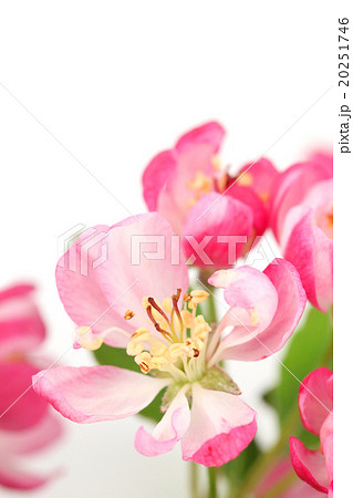 Pink spring blossom 20251746
