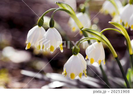Spring Snowflake flowers Leucojum vernum 20251908