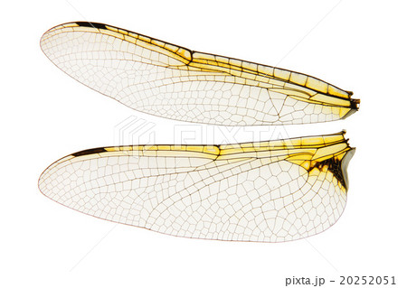 Dragonfly wings isolated on white Dragonfly wings isolated on white 20252051