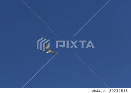 カナダ雁 カナダ雁 20252818