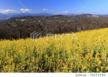 吾妻山公園の早春 20253294