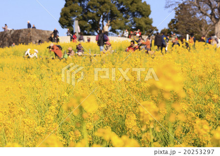 吾妻山公園の早春 20253297