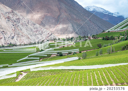 Spring Vineyard when Grapevine flower  20253576