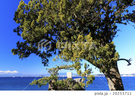 冬晴れの森戸神社 20253711