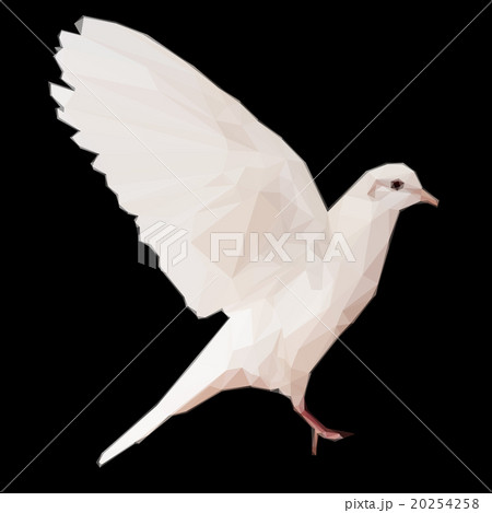 White dove on black 20254258