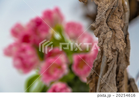 Fresh pink and white tulips next to the dry plants Fresh pink and white tulips next to the dry plants 20254616