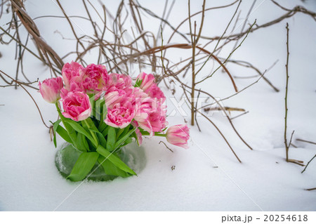 Fresh flowers in the snow Fresh flowers in the snow 20254618