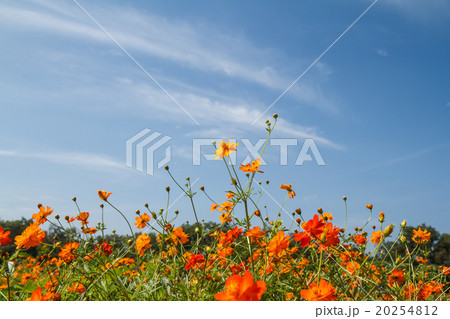 yellow cosmos flower in garden 20254812