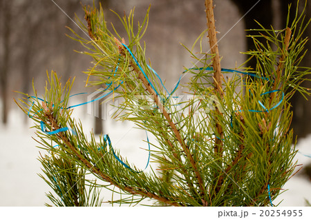 Fir branch outside in winter Fir branch outside in winter 20254955