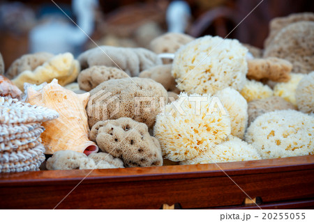Sea sponges for sale at a market Sea sponges for sale at a market 20255055
