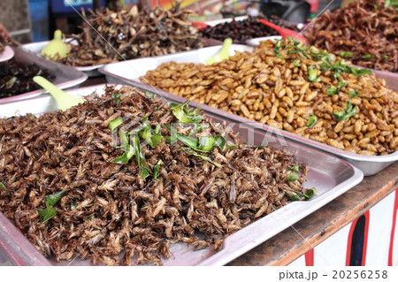 Fried insect 20256258