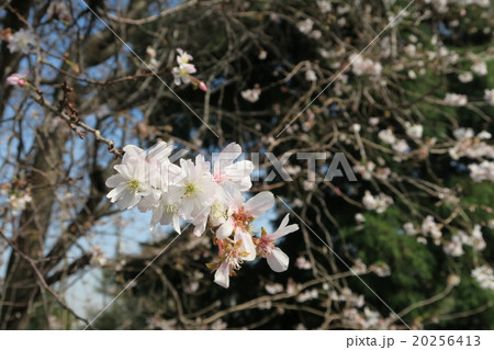 カンザクラの花 20256413