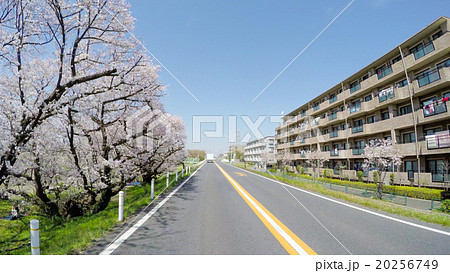 【ドライバー主観】玉堤通りの花見ドライブ 20256749