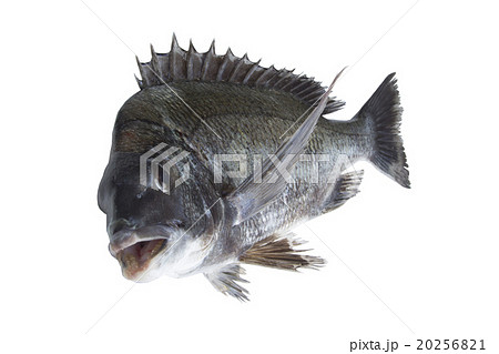 チヌ 20256821