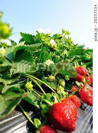 strawberry field 20257534