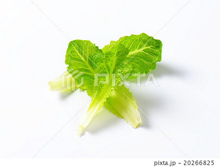 romaine lettuce leaves 20266825