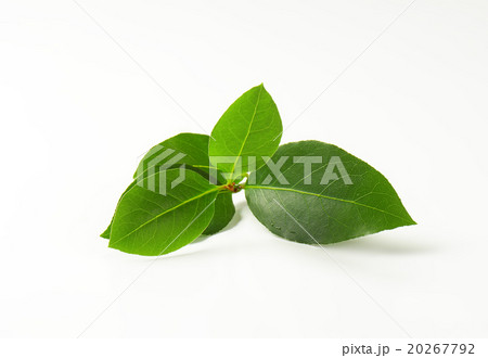 Sprig of bay leaves 20267792