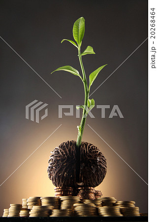 investment grow investment grow 20268464