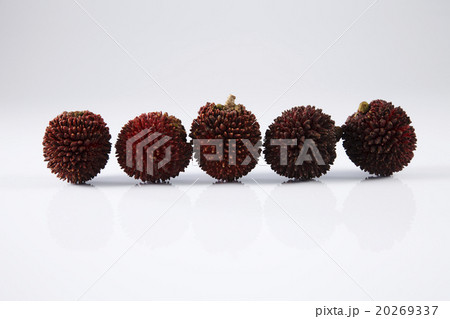 Pulasan or kapulasan fruit Pulasan or kapulasan fruit 20269337