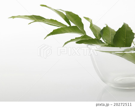 curry leaf 20272511