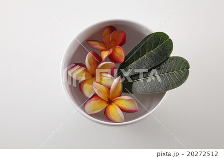 frangipani in a bowl 20272512