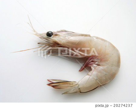 fresh prawn 20274237