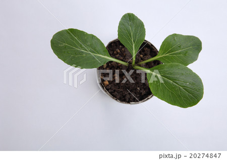 vegetable growing vegetable growing 20274847