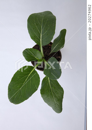 vegetable growing 20274962