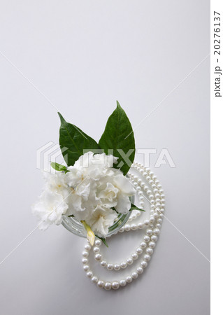 jasmine flower jasmine flower 20276137