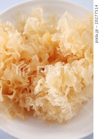 snow jelly fungus 20277514