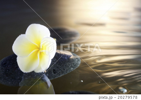 frangipani frangipani 20279578