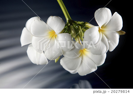 frangipani frangipani 20279814